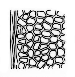 Fissidens bryoides, laminal cells, margin of dorsal lamina. Drawn from E. Lürling s.n., 4 Aug. 1997, AK 236259.
 Image: R.C. Wagstaff © Landcare Research 2014 